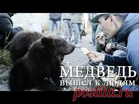 МЕДВЕДЬ ВЫШЕЛ К ЛЮДЯМ ИВАШКА И НЕ ОЖИДАЛИ ЧТО...
