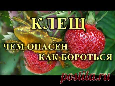 КЛЕЩ НА КЛУБНИКЕ: чем опасен и как с ним бороться.