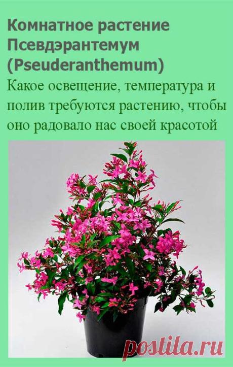 Комнатное растение Псевдэрантемум (Pseuderanthemum). Само название рода, образованное с помощью латинского слова pseudo - "ложный", намекает на сходство этих растений с эрантемумами. Псевдэрантемумы выращивают, как правило, ради их красивых декоративных листьев. Цветение в комнатных условиях происходит редко.