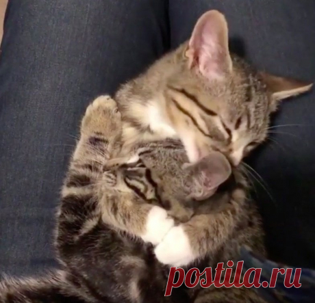Мужчина услышал громко плачущего котёнка за мусорным баком и решил спасти его, но не ожидал, что ему вскоре придётся вернуться