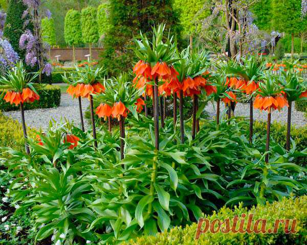 Многолетний садовый цветок Рябчик (Fritillaria). Луковичный травянистый многолетник высотой до 1 м. Луковица округлая, состоит из мясистых чешуй с неприятным запахом. Стеблевые листья очередные или мутовчатые узкие, прикорневые более широкие. Цветки колокольчатые или кубаревидные - белые, желтые, оранжевые, красноватые, фиолетовые, одиночные или собраны в кистевидное или зонтиковидное соцветие. Цветет в апреле - мае.
