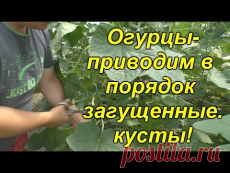 Как обрезать загущенные огурцы?