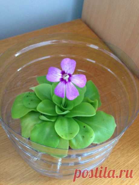 Жирянка (Pinguicula)