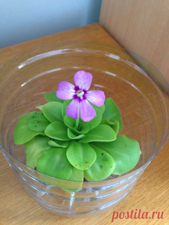 Жирянка (Pinguicula)