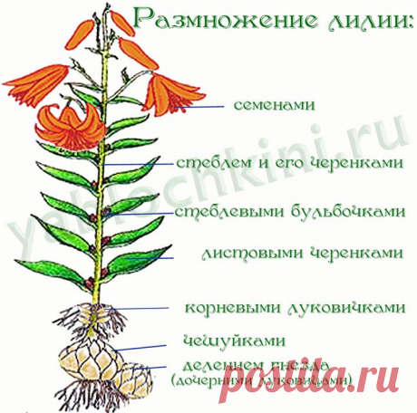 размножение лилий |