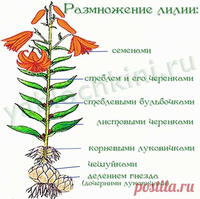 размножение лилий |