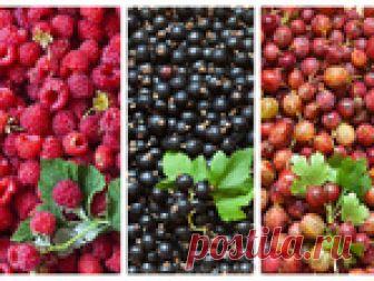 Вот как увеличить урожай малины, смородины и крыжовника в три раза!