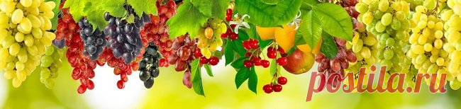 Скинали грозди винограда для фартука, на сайте www.skinali-plus.com