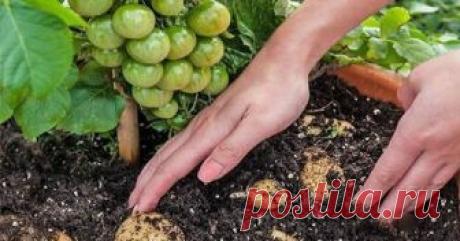 Томатокартофель — урожай томатов и картофеля с одного куста