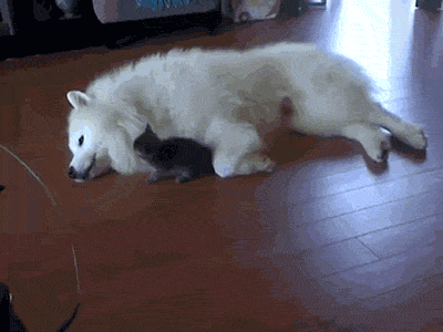 Little Offender Cat GIF Central. In case you were... | Funny Cat GIFs