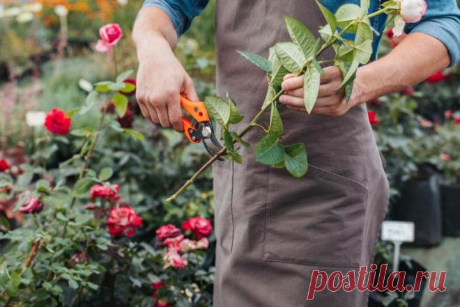 Укоренение розы при помощи картофельного клубня
Добрый день, мой читатель. Хорошая результативность укоренения черенков роз зависит от правильного...
Читай пост далее на сайте. Жми ⏫ссылку выше