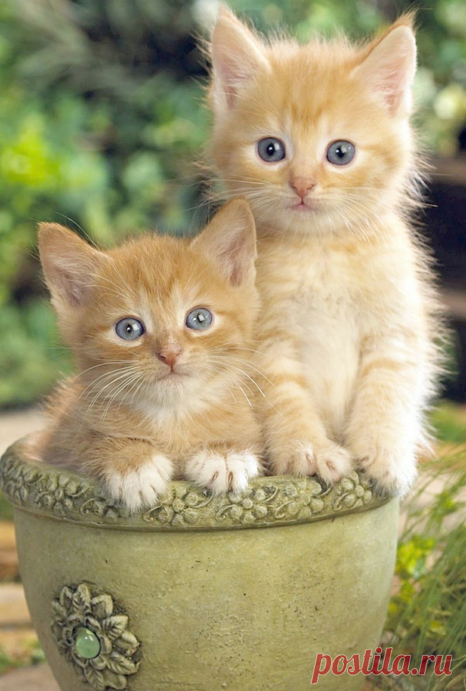 Cute Cats Kissing Gif Cute Kittens And Puppies Pictures