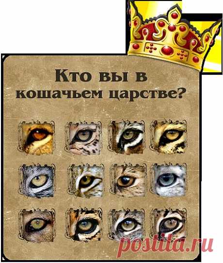 Я в царстве кошачьих .