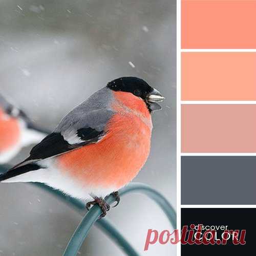 Цветосочетания на любой вкус Самый красивый цвет можно сделать еще краше. Цветосочетания — это верх мастерства. Их можно придумывать на лету, а можно знать заранее, что вам нужно, ведь комбинация цветов — это не только эстетика, …