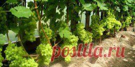 ФОРМИРОВАНИЕ ВИНОГРАДА