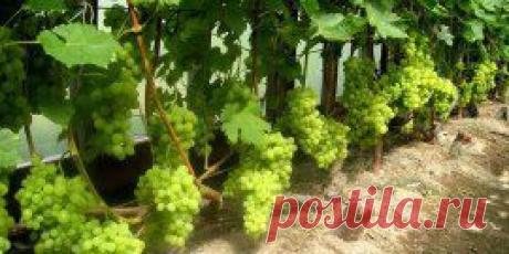 ФОРМИРОВАНИЕ ВИНОГРАДА