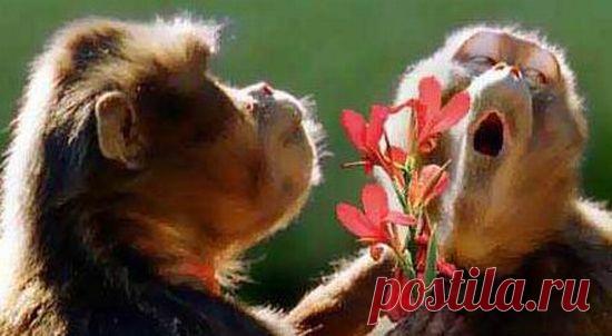 Подборка прикольных фотографий - 4 | Фотомонтаж