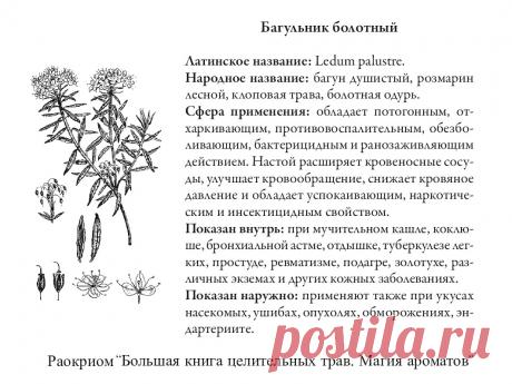 Багульник болотный