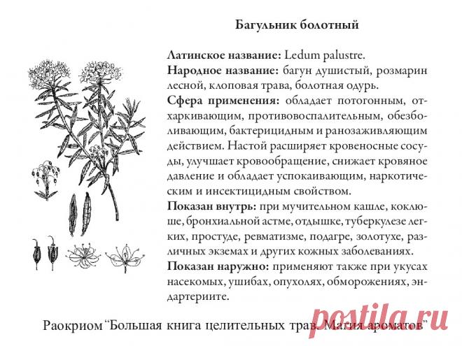 Багульник болотный