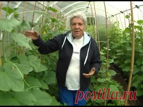 Советы тети Тани. Индетерминантные огурцы — Яндекс.Видео