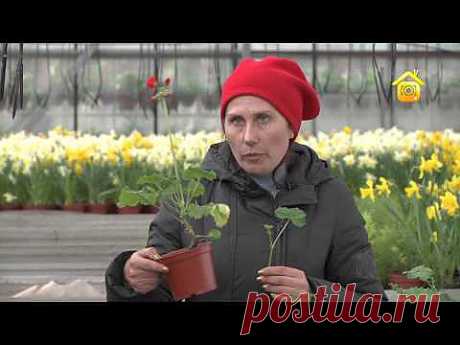 ▶ Пеларгония (герань). Уход и размножение (ForumHouseTV) - YouTube