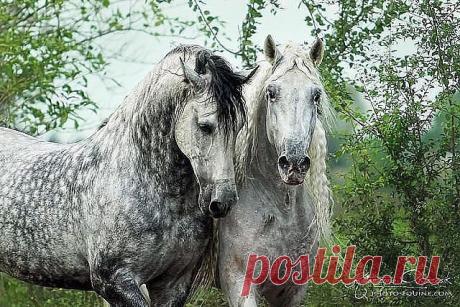 Одноклассники