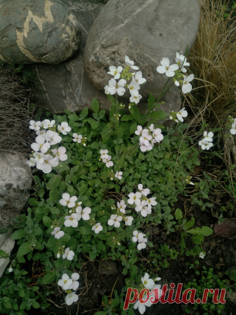 Арабис, резуха кавказская (Arabis caucasica)