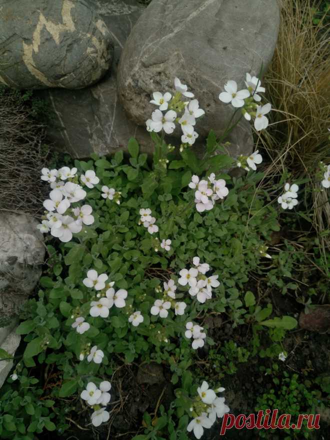 Арабис, резуха кавказская (Arabis caucasica)