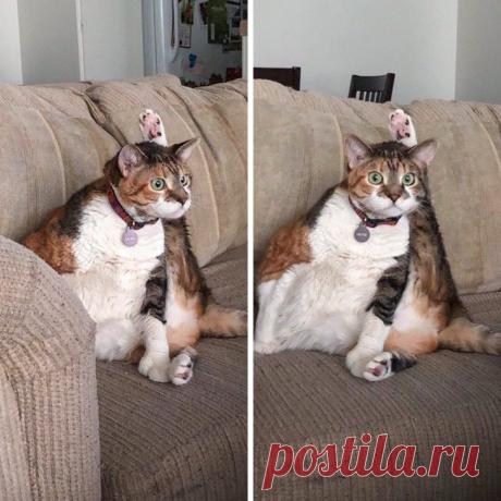 Подробно о странных привычках кошек!!!