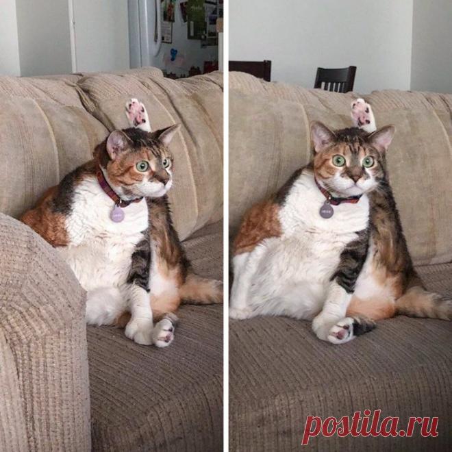 Подробно о странных привычках кошек!!!