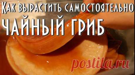 гриб слизевик лечение - Поиск в Google