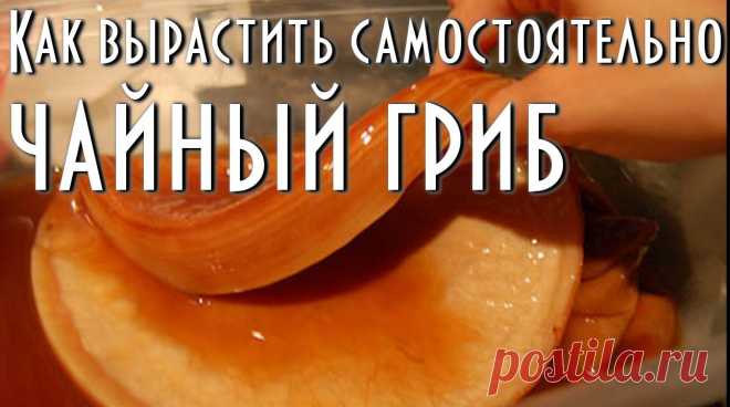 гриб слизевик лечение - Поиск в Google