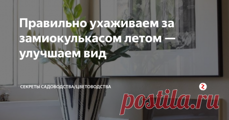 Правильно ухаживаем за замиокулькасом летом — улучшаем вид Если вы будете правильно ухаживать за замиокулькасом (долларовым деревом) в летнее время, то не просто сохраните красоту зелёных лепестков в жаркий период. Начнётся активный рост новых побегов — а не это ли нам и надо?
Подходящие условия для замиокулькаса летом
Лето — любимое время долларового дерева. Это южный суккулент, привыкший расти в жаре, сухости и ярком освещении. Всё это есть в средней по