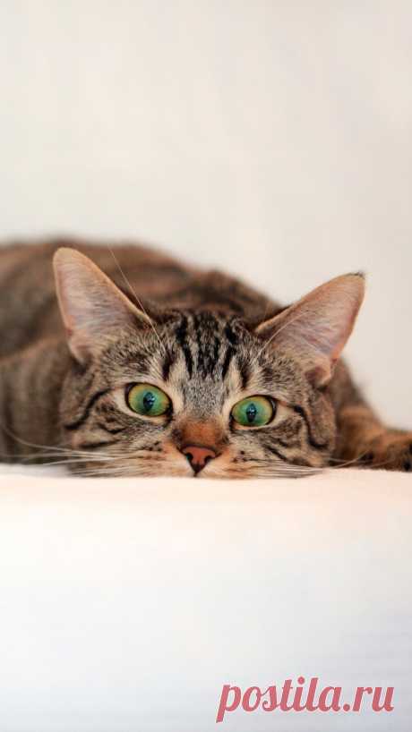 Download Wallpaper 1080x1920 Cat, Tabby, Eyes, Surprise, Lie Sony Xperia Z1, ZL, Z, Samsung Galaxy S4, HTC One HD Background