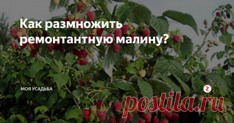 Как размножить ремонтантную малину? Не только вкусная, но и полезная года «Малина». Но в наших садах все большей популярностью пользуется ремонтантные сорта, а они, к сожалению не размножаются, так как обычные кусты (путем расползания по участку). Как размножить ремонтантные сорта расскажу. Во первых для того чтобы получить больше поросли от этих кустов, их не стоит обрезать очень низко (до земли) все ветки. В этом случае вы потеряе