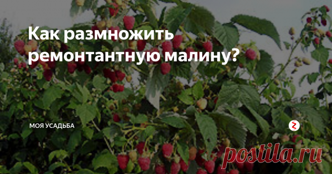 Как размножить ремонтантную малину? Не только вкусная, но и полезная года «Малина». Но в наших садах все большей популярностью пользуется ремонтантные сорта, а они, к сожалению не размножаются, так как обычные кусты (путем расползания по участку). Как размножить ремонтантные сорта расскажу. Во первых для того чтобы получить больше поросли от этих кустов, их не стоит обрезать очень низко (до земли) все ветки. В этом случае вы потеряе
