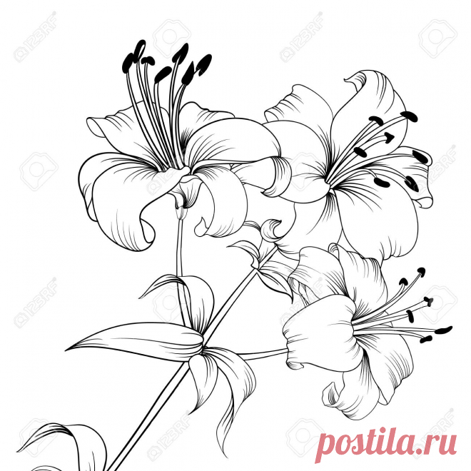 Lirio Blanco Aislado En Un Fondo Blanco. Tarjeta Con Lirio Floreciente. Ilustración Vectorial Ilustraciones Vectoriales, Clip Art Vectorizado Libre De Derechos. Image 124602615.