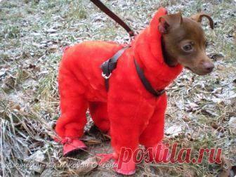комбинезон-шубка для собачки | Страна Мастеров