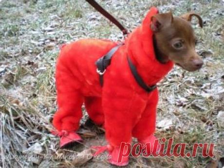 комбинезон-шубка для собачки | Страна Мастеров
