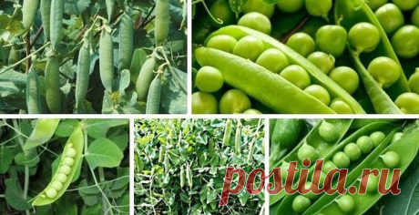 ВЫРАЩИВАЕМ ГОРОХ ПРАВИЛЬНО 

Горох выращивают посевом непосредственно в грунт. Замоченные на ночь семена гороха к утру набухают, и их густо сеют в бороздки. 

Чтобы вырастить большее количество гороха (урожай может увеличиться до 4 раз), а также растянуть период плодоношения, макушку прищипывают, после чего горох пускает несколько боковых побегов 
Прищипку можно проводить в любой момент, даже когда растения еще совсем маленькие, однако лучше это делать утром солнечного дня...