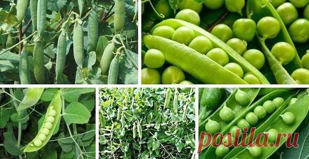 ВЫРАЩИВАЕМ ГОРОХ ПРАВИЛЬНО 

Горох выращивают посевом непосредственно в грунт. Замоченные на ночь семена гороха к утру набухают, и их густо сеют в бороздки. 

Чтобы вырастить большее количество гороха (урожай может увеличиться до 4 раз), а также растянуть период плодоношения, макушку прищипывают, после чего горох пускает несколько боковых побегов 
Прищипку можно проводить в любой момент, даже когда растения еще совсем маленькие, однако лучше это делать утром солнечного дня...