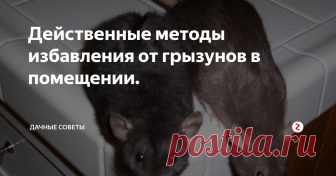Действенные методы избавления от грызунов в помещении. На сегодняшний день существует огромное количество помещений, в  которых уже давно никто не работает и оно пустует. И постепенно в таких  помещениях появляются крысы, которые начинают портить не только мебель и  технику, но и все остальное. И постепенно они уничтожают здесь все и  для того чтобы здесь создать завод потребуется сначала сделать  капитальный ремонт. Кроме этого они могут появиться ещ