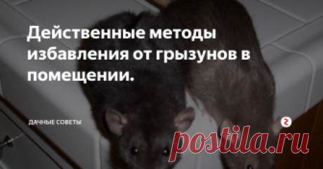 Действенные методы избавления от грызунов в помещении. На сегодняшний день существует огромное количество помещений, в  которых уже давно никто не работает и оно пустует. И постепенно в таких  помещениях появляются крысы, которые начинают портить не только мебель и  технику, но и все остальное. И постепенно они уничтожают здесь все и  для того чтобы здесь создать завод потребуется сначала сделать  капитальный ремонт. Кроме этого они могут появиться ещ