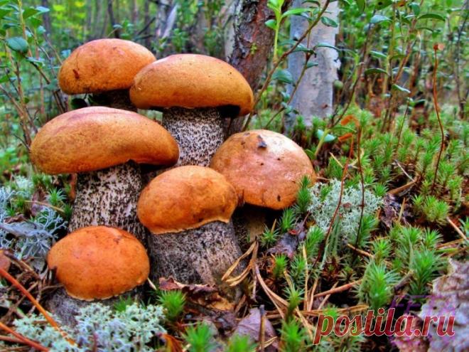 Gallery.ru / Фото #148 - ЕСТЬ ИДЕЯ !!! - Feta-Tafi