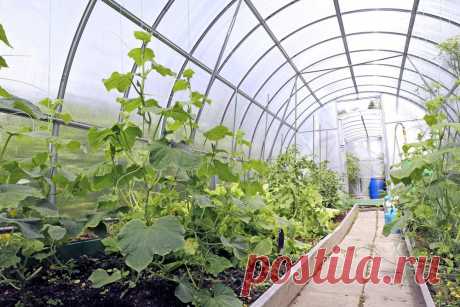 Формировка огурцов на шпалере: польза и особенности