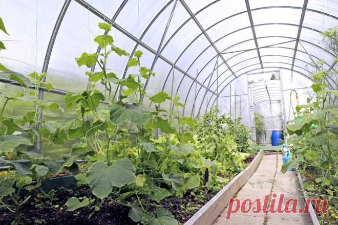 Формировка огурцов на шпалере: польза и особенности