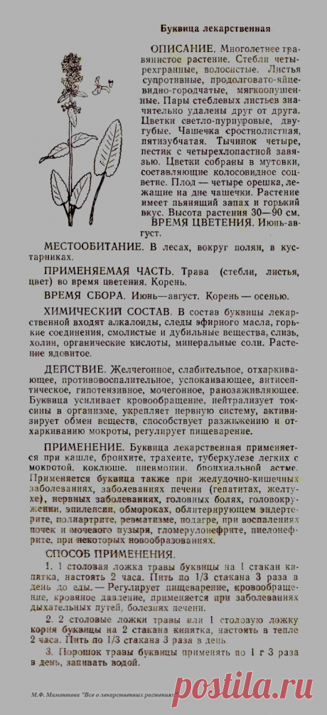 Буквица лекарственная
