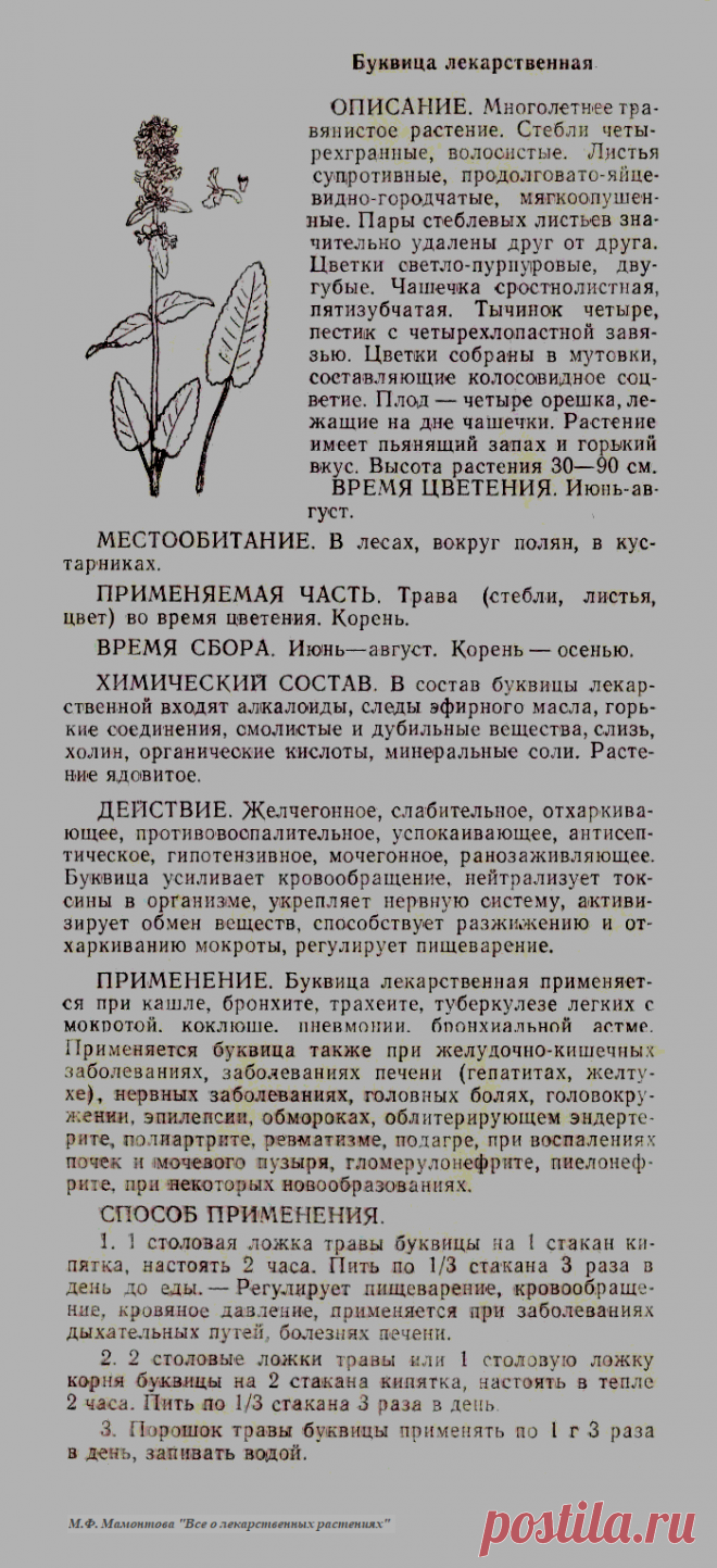 Буквица лекарственная