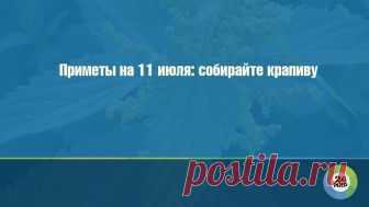 Приметы на 11 июля: собирайте крапиву Сегодня, 11 июля, по народному календарю так называемое крапивное заговенье. Предки считали, что растение обладает особой силой.