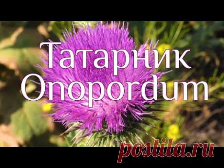 Татарник Onopordum